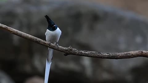 Beauty of Birds