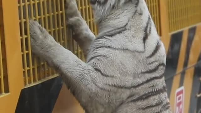 By a cat and a tiger