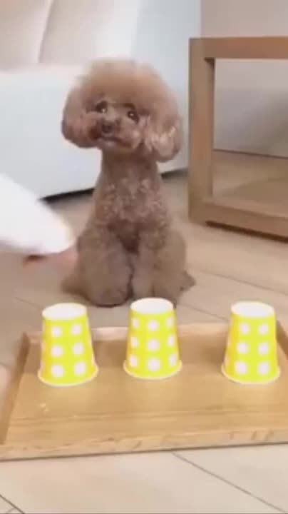 Funny and expert dogs