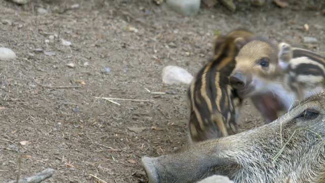 adorable little pigs if they know about love