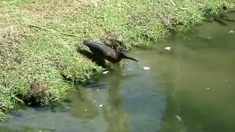 Smart Bird Fishing with Bread