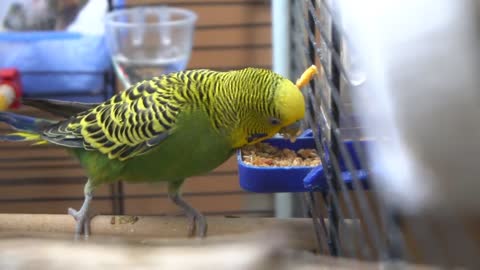 Watch 5 baby budgies growing day by day8