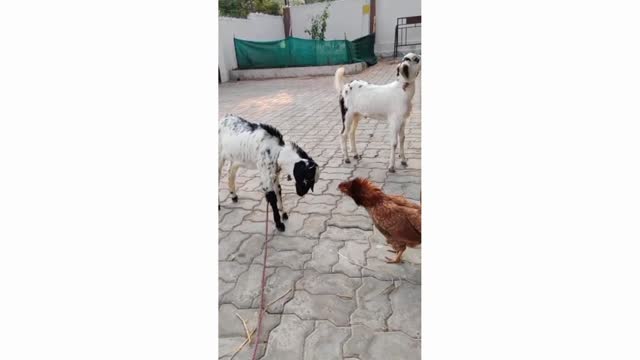 New funny animals video