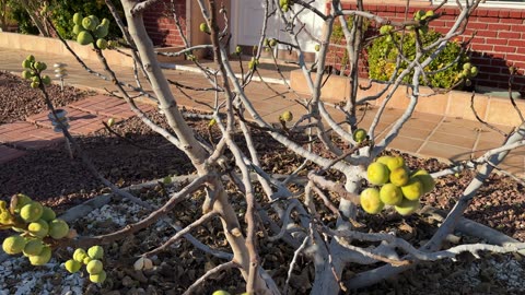 A fig tree that refuses to drop its fruit in December.