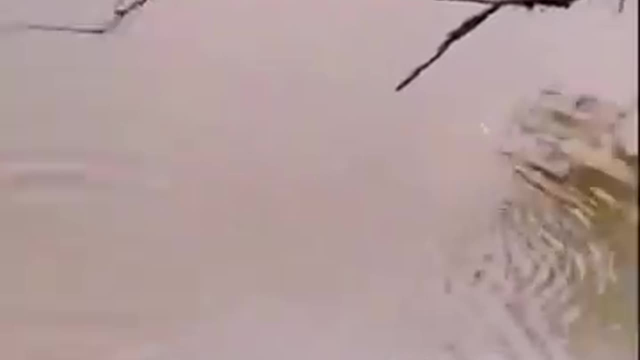 Funny animal video