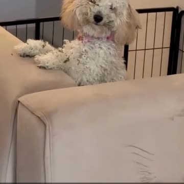 Things got out of paw 🤣