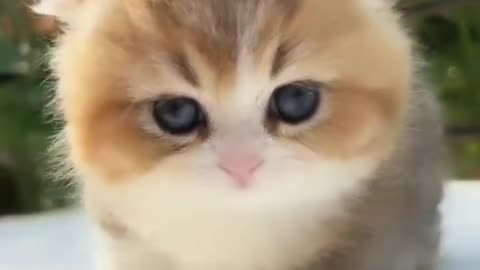 cute kittens video