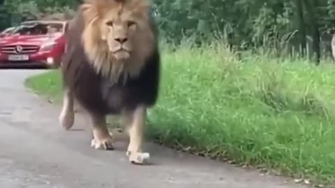 The lion