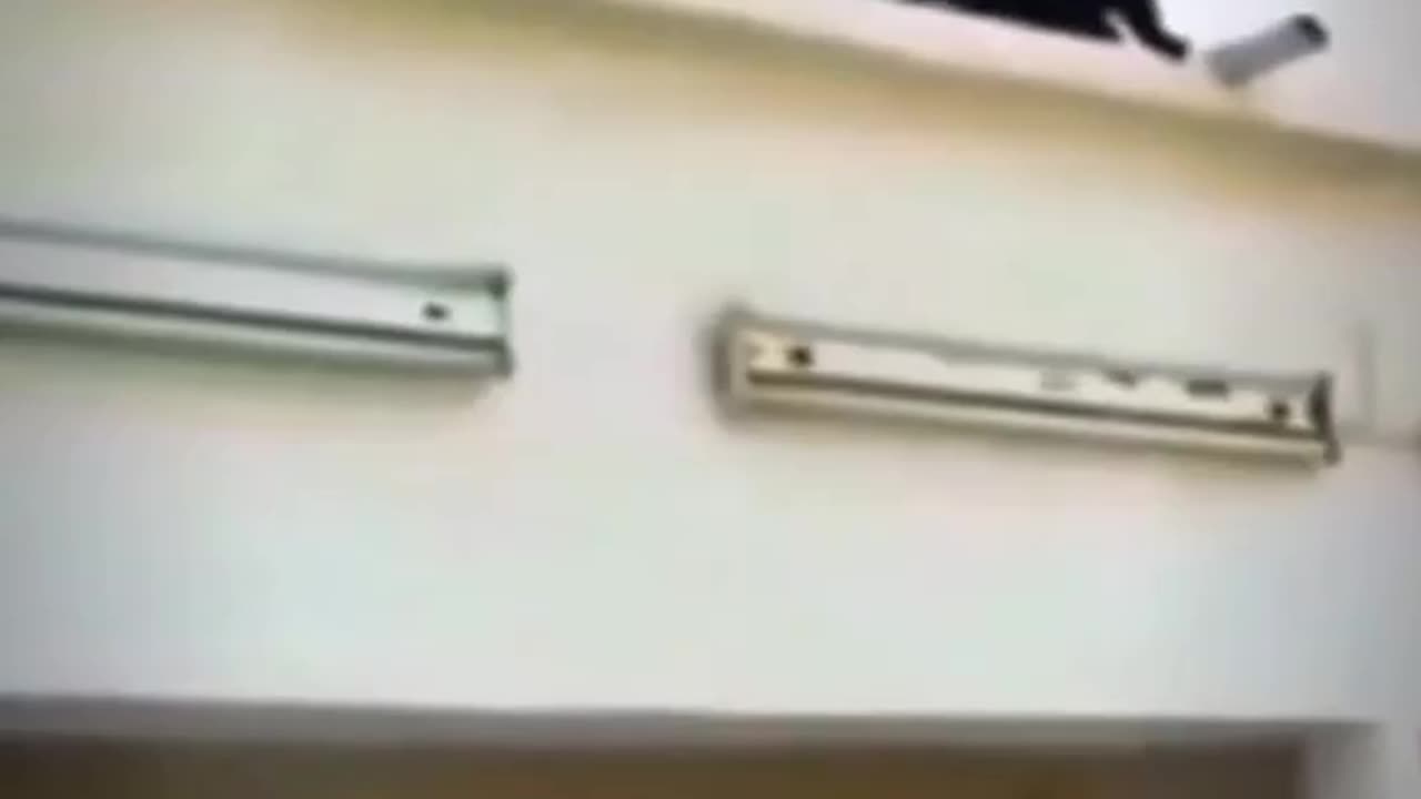 Cat efforts to catch bird 😆😅😅