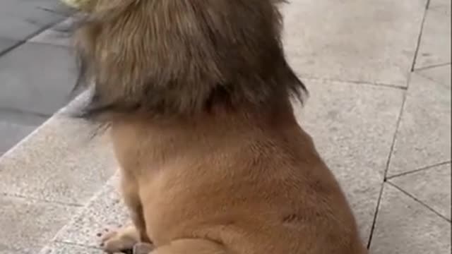 Dogs look like lion