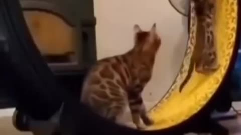 New Funny Videos 20024 😍 Cutest Cats