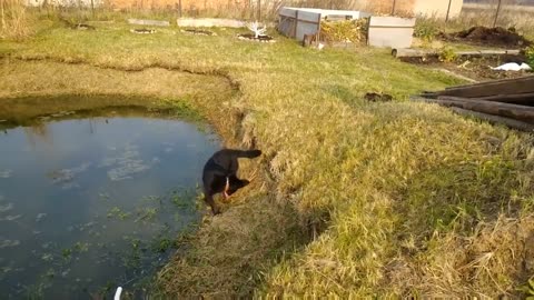 Mind Relaxing music / Dogs Love / Dogs Lover