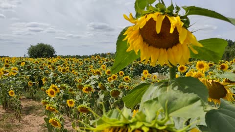 Sunflower field