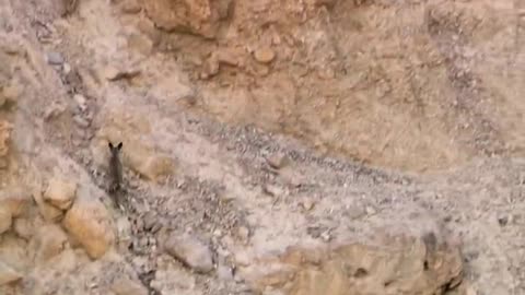 Wild animals markhor in top of mountain