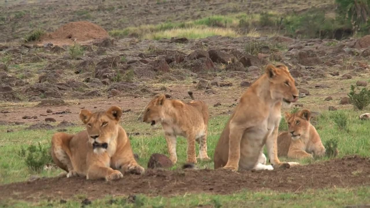 Lioness playing and having fun with each other