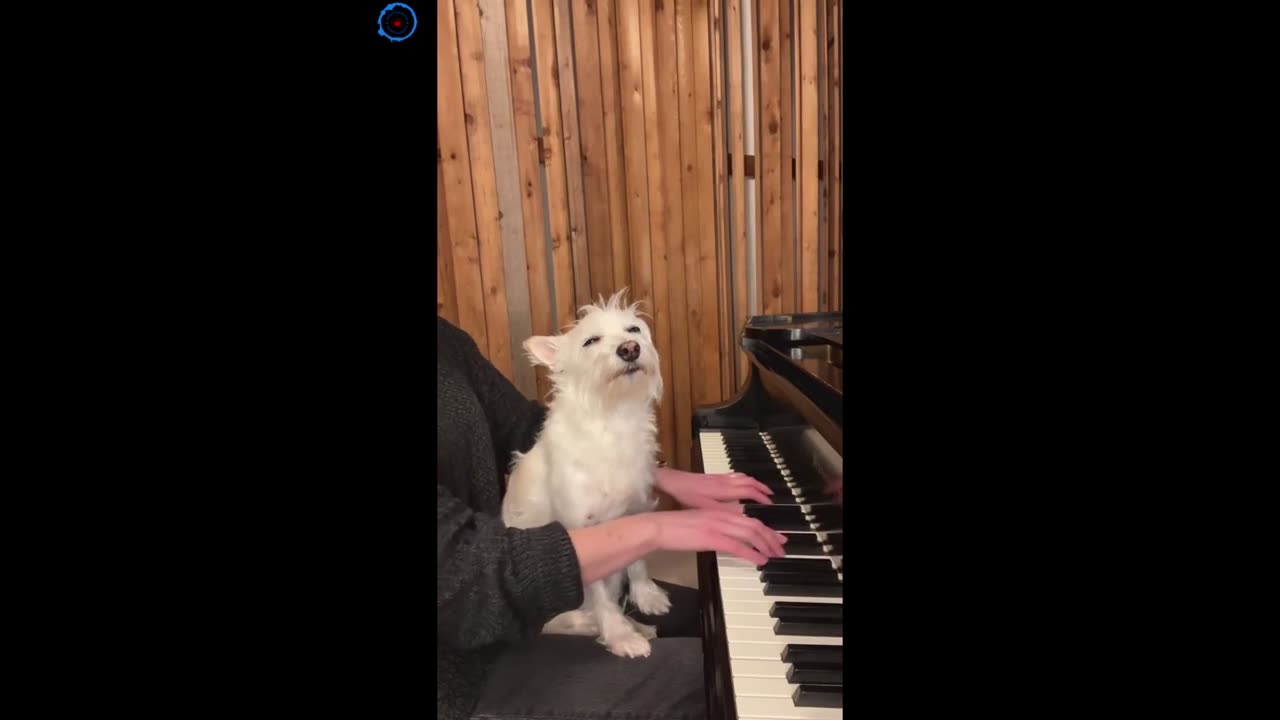 "Musical Dog: Watch this Adorable Pup's Reaction to Owner Playing the Piano!"