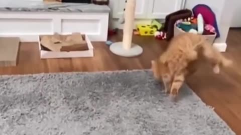 Cat Part3