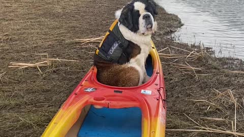 Pup Patiently Waits for Water Adventure