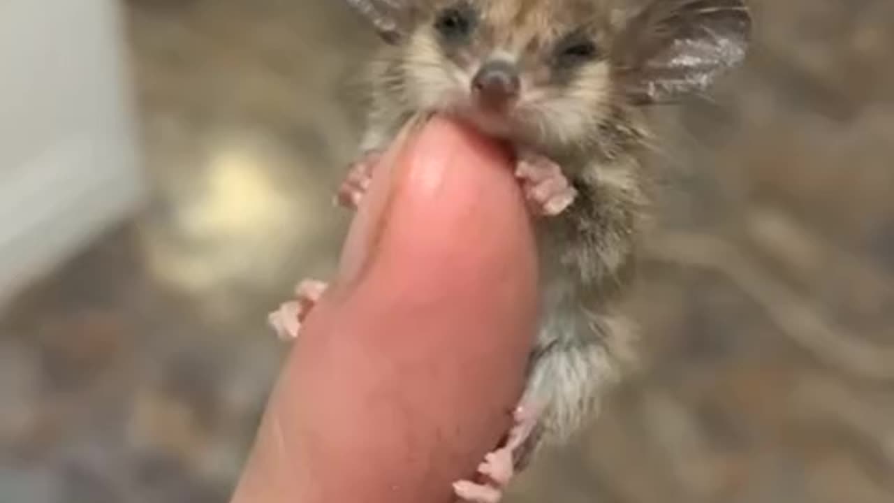 Pigmy possum 😊