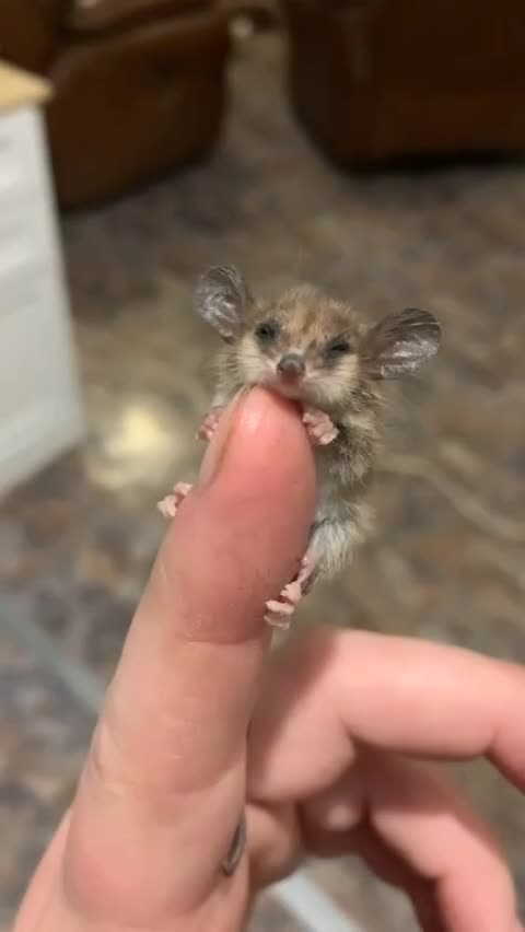 Pigmy possum 😊