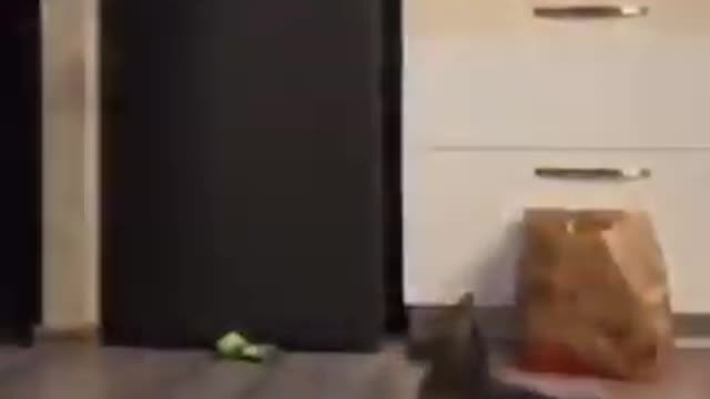 Funny cat freestyler