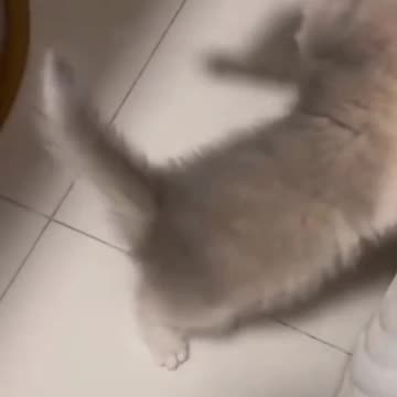 Funny Cat