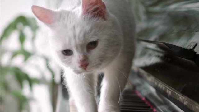 The cat climbed on the piano and was confused