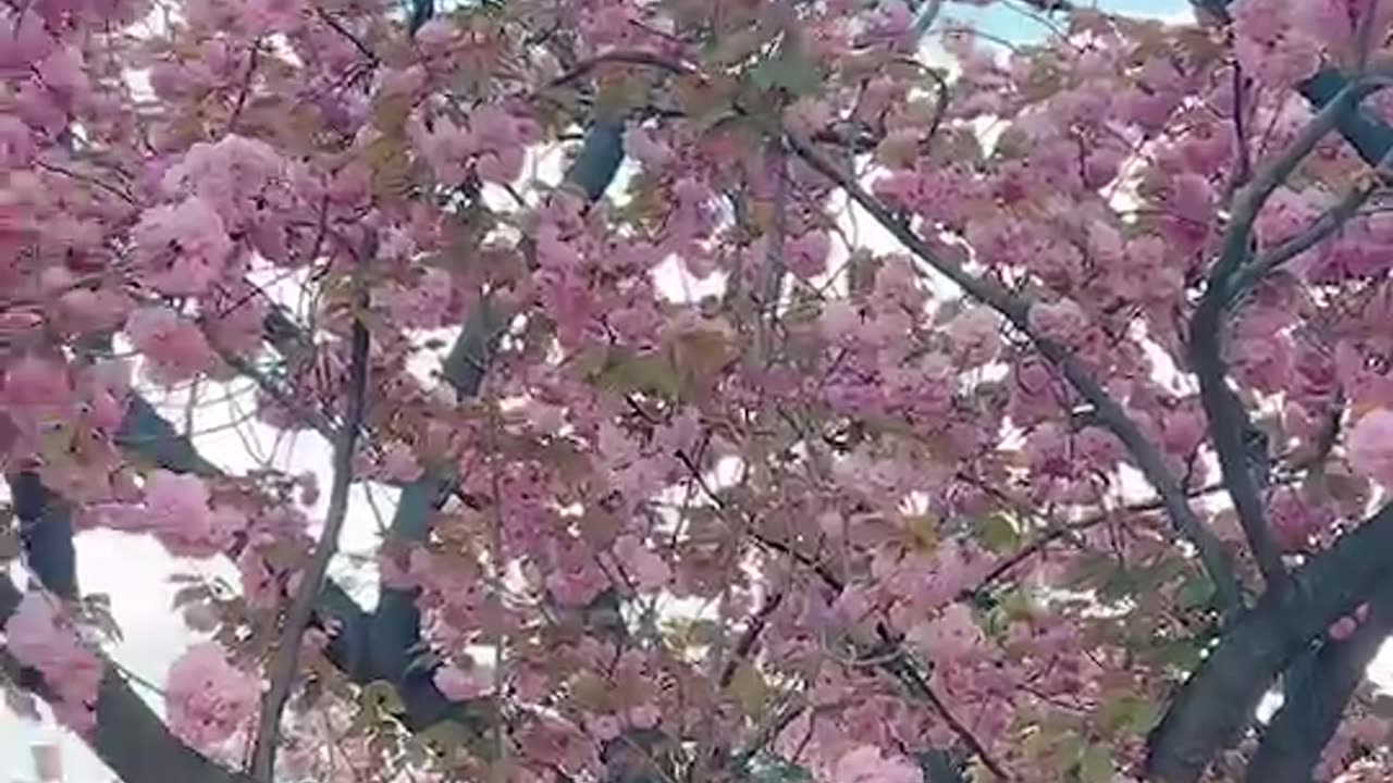 The double cherry blossom trees are so pretty in spring.