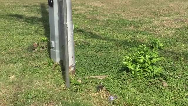 BABY LAMB CAUGHT INNA BLOODCLAT STREAM