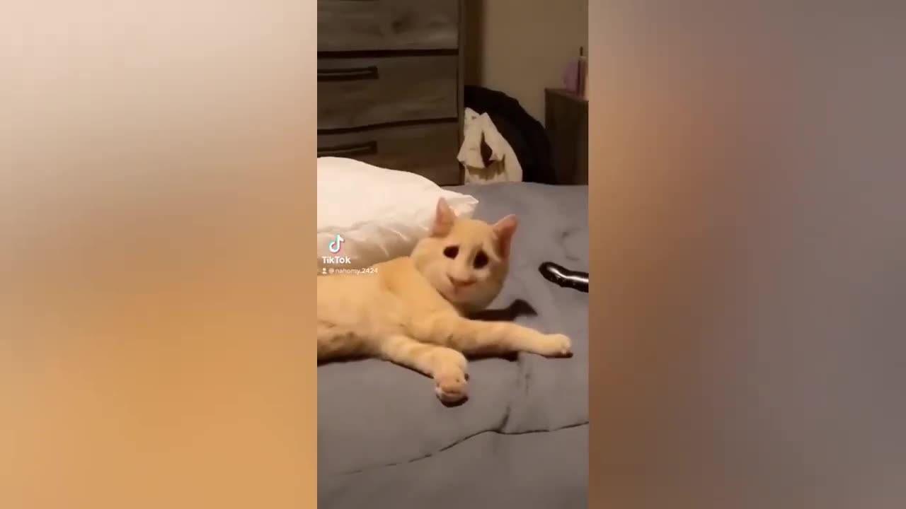 The Best Funny Cat Video Compilation - You Won't Stop Laughing!