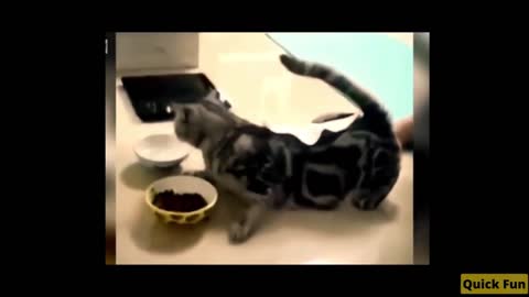 Dogs and Cats Very Funny Videos