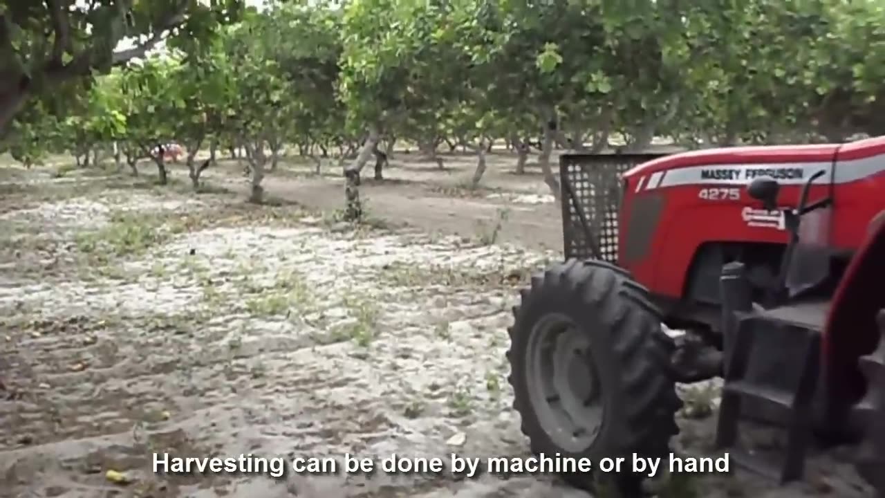 How Cashew Nut Farming and Processing - Cashew Cultivation Asian Technology