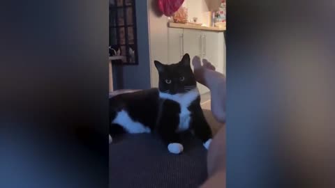 This adorable cat doesn't like being touched by its owner's feet