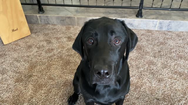 LABRADOR TRIES AN ACTUAL MCDONALD'S HAPPY MEAL!!