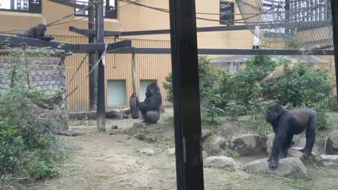 Female Gorilla Asking Male To Mate _ Kyoto Zoo