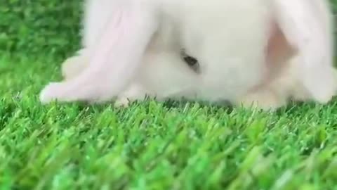 Thesmallwhiterabbit