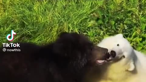 polar bear best friend