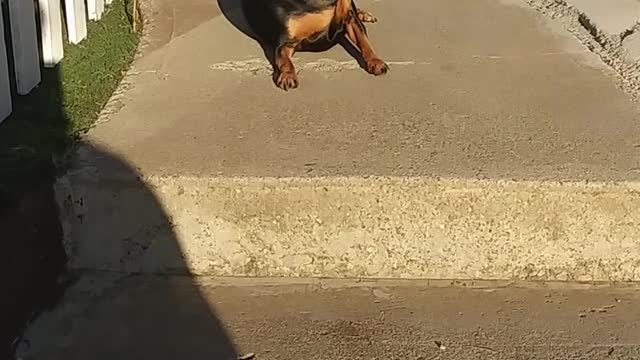 Wow how funny dogs