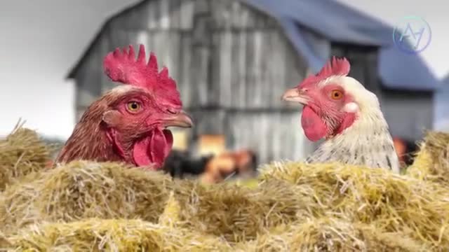 Элита и животные Скопировано 12.12.2021 фейсбук