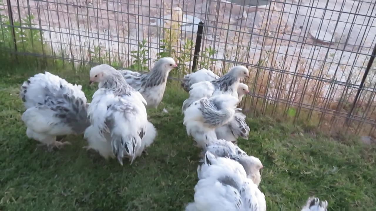 Bobwhite quail chicks in 4 color mutations