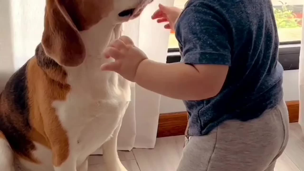 Cute little dogπ₯Ίπππ