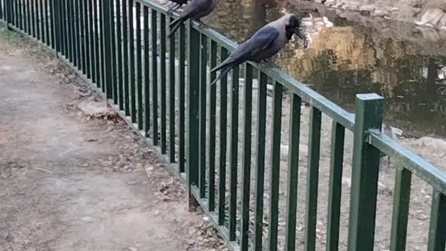 Crow Birds Video By Kingdom of Awais