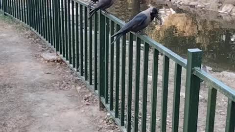 Crow Birds Video By Kingdom of Awais