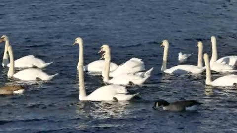 Ducks swimming in the sea 🥰