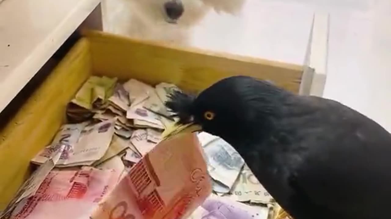 money bird