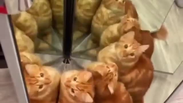 Funny cat video