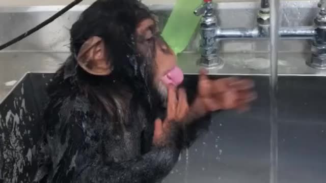 Monky video Moneky videos viral funny