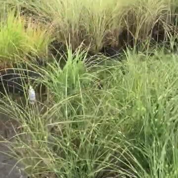 Grasses available for landscapes in the Philadelphia area