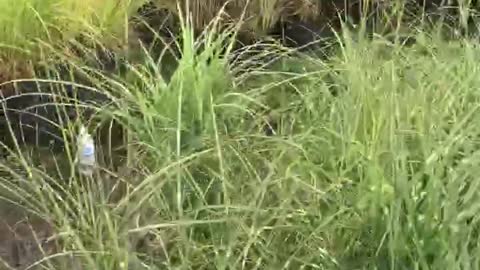 Grasses available for landscapes in the Philadelphia area