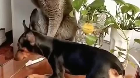 So funny 😂fighting cat Vs dog #dog #cat #Rumble #viral #trending